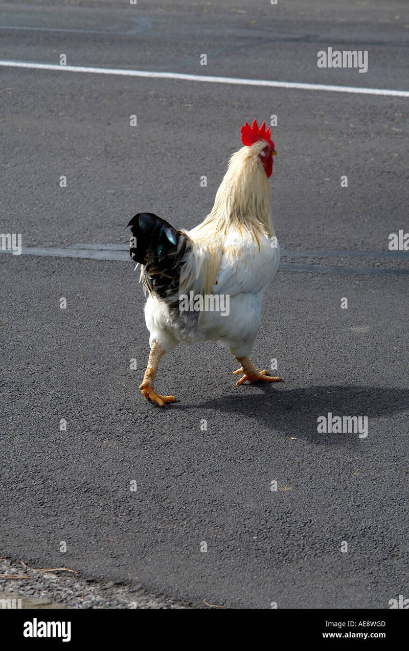 Germany - chicken road demo